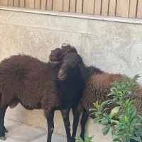 ذبح گاو گوسفند گوساله حرفه ای سلاخ سلاخی قصاب|خدمات پذیرایی، مراسم|زنجان, |دیوار