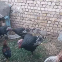 فروش بوقلمون محلی جوان