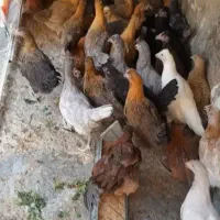 جوجه مرغ بومی قلم سبز سه ماهه