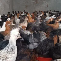 جوجه مرغ دوماه روزه سرحال|حیوانات مزرعه|خمینی‌شهر, |دیوار