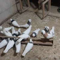 طوقی و کبوتران سرور وسرخ وپرستویی|پرنده|امیرکلا, |دیوار