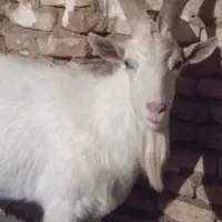 فروش نر بز سانن مخصوص نسل کشی|حیوانات مزرعه|بن, |دیوار