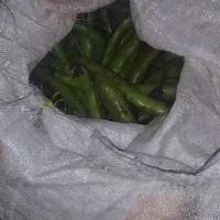 باقالی با پوست