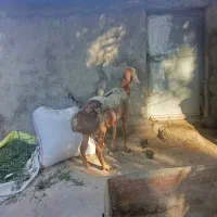 یک عدد قوچ بزرگ فروشی|حیوانات مزرعه|نرماشیر, |دیوار