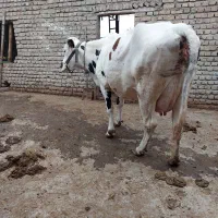 فروش گاو شیری