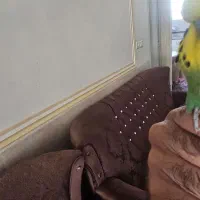 مرغ عشق انگلیسی اصل دستی ومرغ مینا|پرنده|یزد, |دیوار