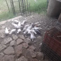 تعداد ۲۰ عدد کبوتر