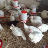 بوقلمون بیوتی ۴ ماهه درجه یک