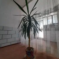 گل طبیعی یوکا|گل و گیاه طبیعی|شاهرود, |دیوار