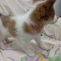 یه عدد سگ پامر روباهی کوچیک ۳۰ سانتی ۴ونیم|سگ|تربت‌حیدریه, بالا ولایت|دیوار