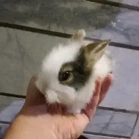 بچه خرگوش دو رگه لوپ