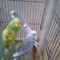 دو عدد مرغ عشق انگلیسی دو عدد اسپانگل