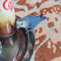 طوطی برزیلی بالغ ۶ماهه