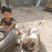 واگذار میشود