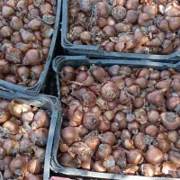 پیاز گل نرگس  دره شهر