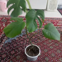 گل طبیعی
