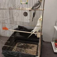 دوتا عروس هلندی بیگ سایز همراه قفس|پرنده|کهک, |دیوار