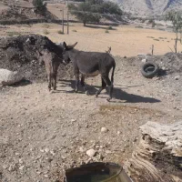 الاغ ماده با کُره ماده..|حیوانات مزرعه|دهدشت, |دیوار