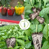 نشاء فلفل دلمه ای رقم ردوین و نروین|خدمات باغبانی و درختکاری|رودان, |دیوار
