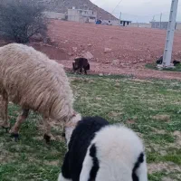 میش و بره|حیوانات مزرعه|مسجد سلیمان, |دیوار