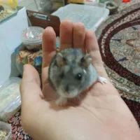 همستر کمپل|موش و خرگوش|تهران, نارمک|دیوار