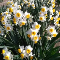 مشاوره و کارشناس تغذیه کشت و زراعت باغ و گلخانه