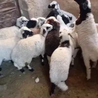 بره|حیوانات مزرعه|ماهان, |دیوار