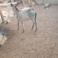 کره خر نر سالم سالم