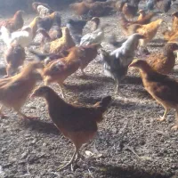 جوجه دوماهه واکسن خورده