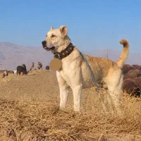 سگ گله ای نگهبان