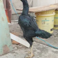 مرغ لاری اوشامو|حیوانات مزرعه|شهریار, شهرک بهاران (ویره)|دیوار