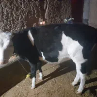 گوساله سیمینتال ماده