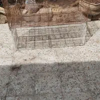 قفس