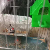 فنچ لپ سیاه