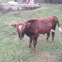 گاو بچه برای فروش|حیوانات مزرعه|ماکلوان, |دیوار