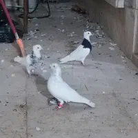 کبوتر|پرنده|دزفول, |دیوار