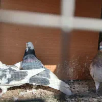 کفتر پرشی تهران|پرنده|رباطکریم, رباطکریم|دیوار