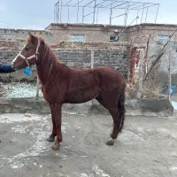 اسب|اسب و تجهیزات اسبسواری|سلماس, |دیوار