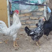 تخم نطفه دار وجوجه گلین باکیفیت و نیمچه امروک|حیوانات مزرعه|مشهد, زیبا شهر|دیوار