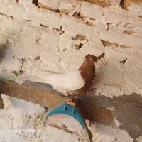 کبوتر کله ای|پرنده|دزفول, |دیوار