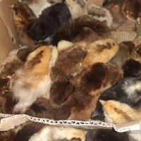 جوجه محلی یک روزه نژاد گلپایگان اصلاح نژاد شده|حیوانات مزرعه|ساری, |دیوار