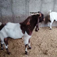 پازن پاکستانی