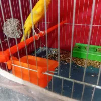 قناری رسمی بلند نر|پرنده|شاهرود, |دیوار