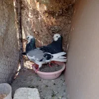 شازده . تهرانی|پرنده|اصفهان, خوراسگان|دیوار