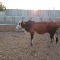 فروشی|حیوانات مزرعه|سیریک, |دیوار