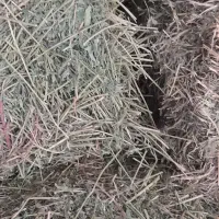 یونجه،|حیوانات مزرعه|زرنه, |دیوار