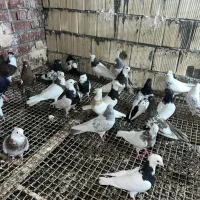 کبوتر|پرنده|زاهدان, |دیوار