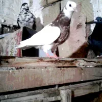 جوجه طوقی سیا سرخ