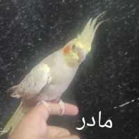 جوجه عروس هلندی|پرنده|اسلام‌شهر, مسکن مهر اسلاشهر (شهرک امام خمینی)|دیوار