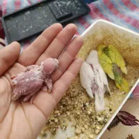 یک جفت مرغ عشق مولد با جوجه هاش